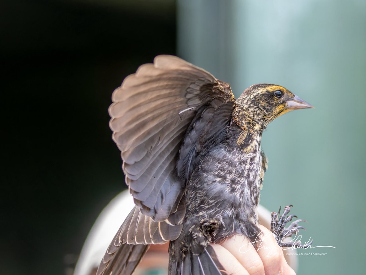 DiveArtist's tweet image. Kim Savides from the Cornell Lab of Ornithology —@cornellbirds showed us how they band birds on day 4 of our class during CAU last week. These photos show a Red-wing Blackbird being banded.
#cornelllabofornithology #cau #redwingedblackbird #birdbanding #birdcpp