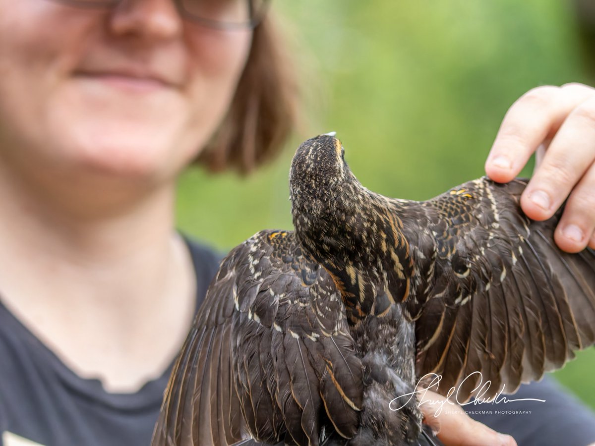 DiveArtist's tweet image. Kim Savides from the Cornell Lab of Ornithology —@cornellbirds showed us how they band birds on day 4 of our class during CAU last week. These photos show a Red-wing Blackbird being banded.
#cornelllabofornithology #cau #redwingedblackbird #birdbanding #birdcpp