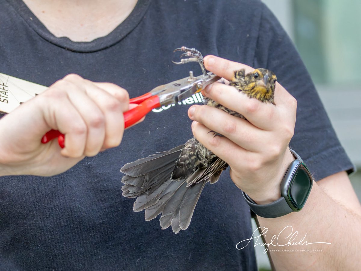 DiveArtist's tweet image. Kim Savides from the Cornell Lab of Ornithology —@cornellbirds showed us how they band birds on day 4 of our class during CAU last week. These photos show a Red-wing Blackbird being banded.
#cornelllabofornithology #cau #redwingedblackbird #birdbanding #birdcpp