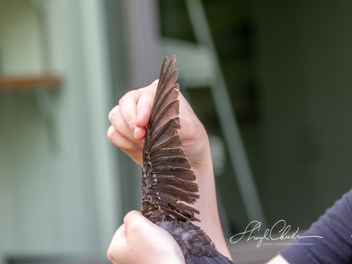 DiveArtist's tweet image. Kim Savides from the Cornell Lab of Ornithology —@cornellbirds showed us how they band birds on day 4 of our class during CAU last week. These photos show a Red-wing Blackbird being banded.
#cornelllabofornithology #cau #redwingedblackbird #birdbanding #birdcpp