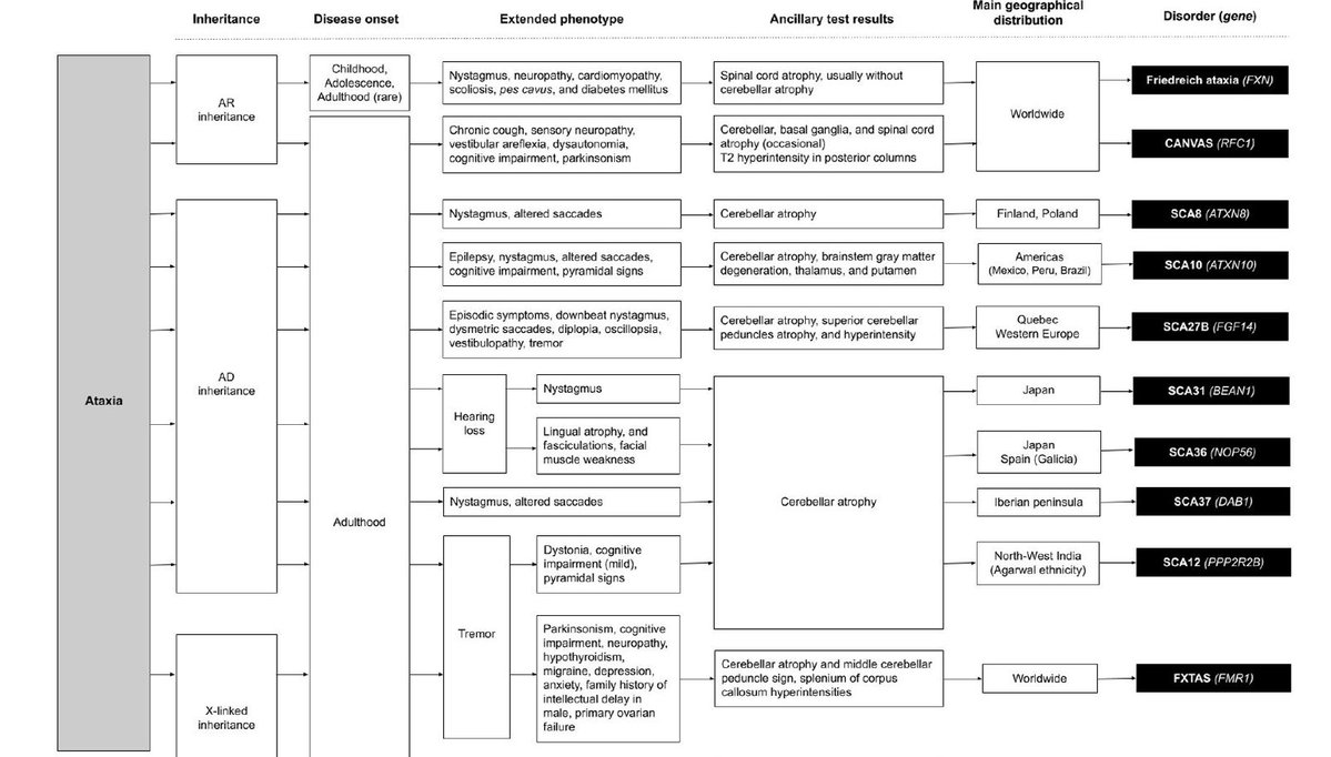 AtaxiasARG's tweet image. A journey through genetic movement disorders caused by non-coding repeat expansions. Most of them are genetic #ataxias. A phenotype-guided targeted genetic testing strategy is proposed.
@ParkinsonismD @drthiagotonholo
sciencedirect.com/science/articl…