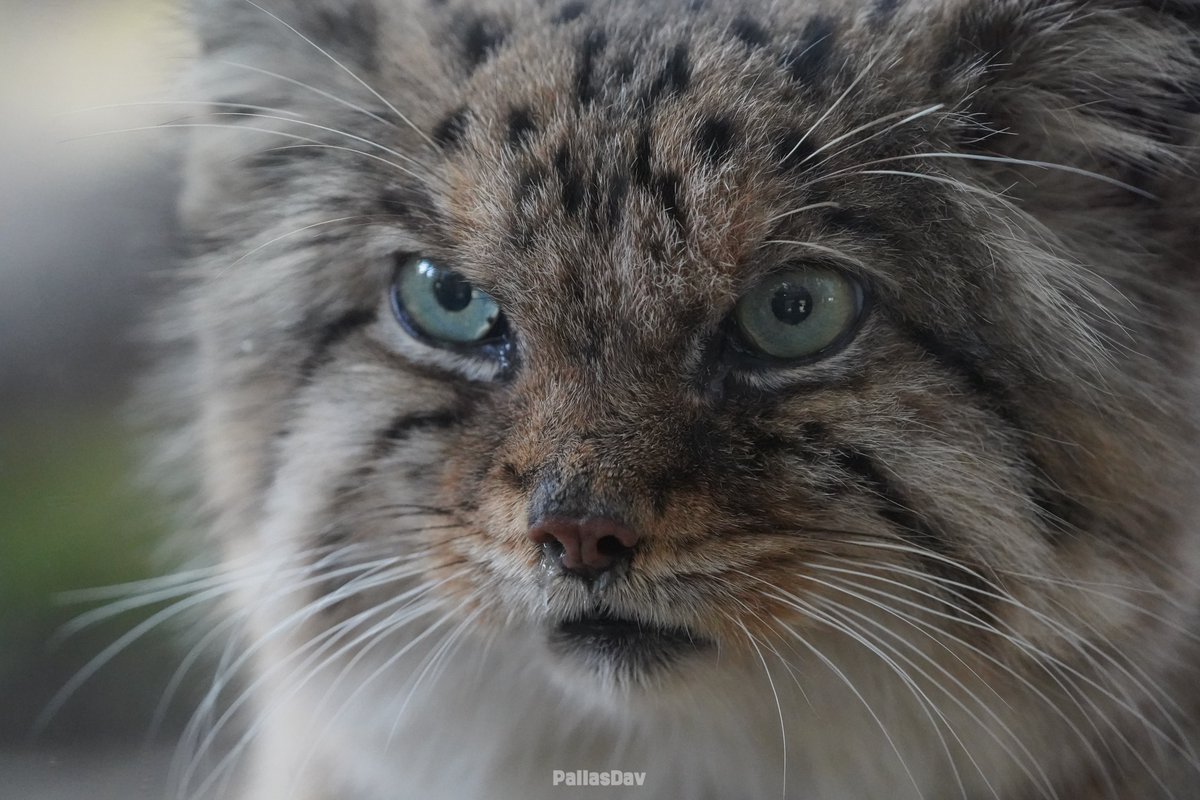 DailyMantle3's tweet image. looking at my folder i have taken over 2,000 pictures of bol 🥺