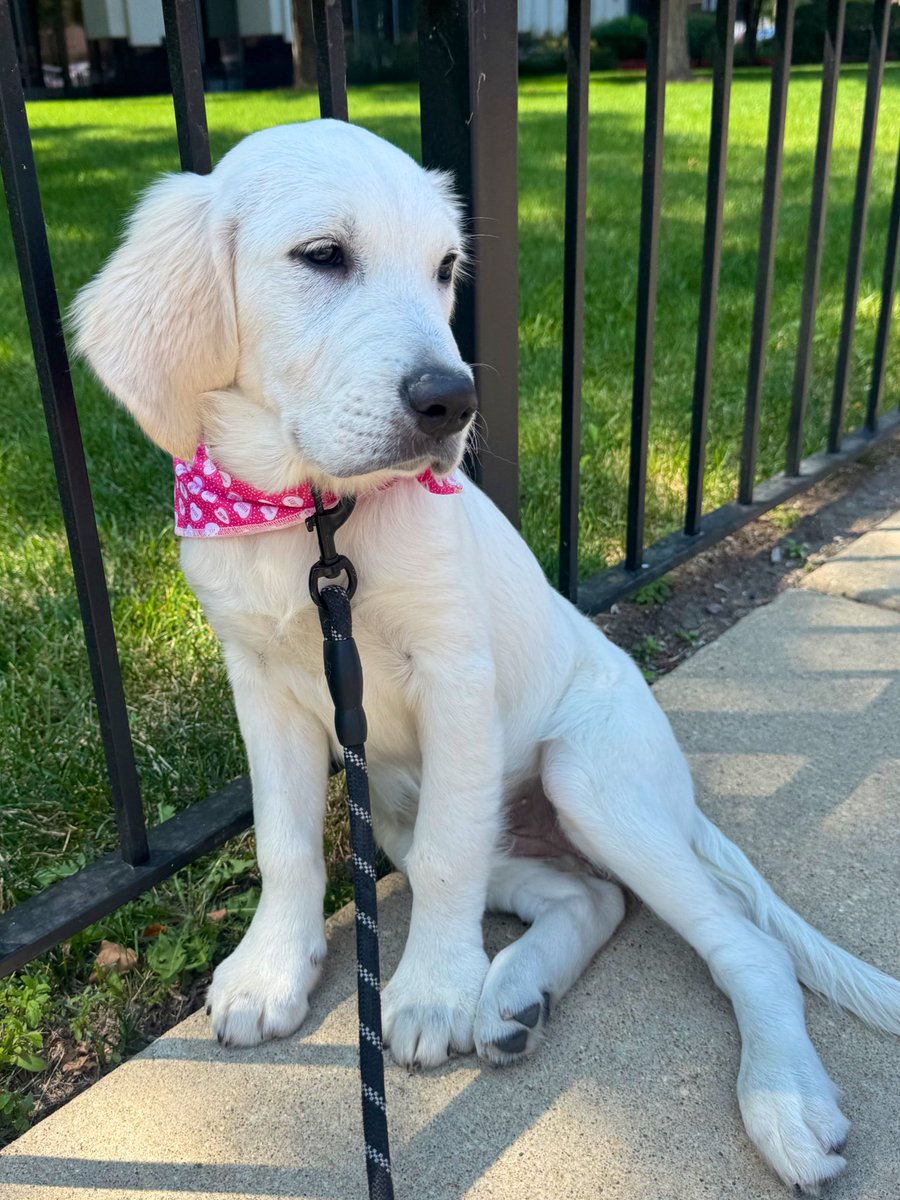DeadCaitBounce's tweet image. Rosie told me to tell you: get off your ass and go for a walk ๐