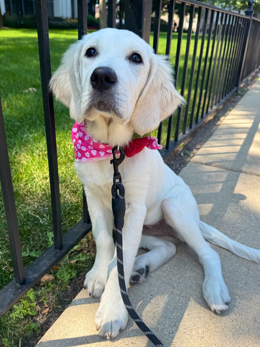 DeadCaitBounce's tweet image. Rosie told me to tell you: get off your ass and go for a walk ๐