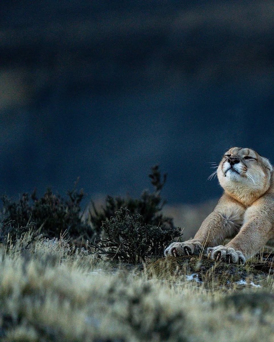 Nature_Waa's tweet image. π Pumas, like many other felines, stretch multiple times each day, often upon waking or before activities like hunting.