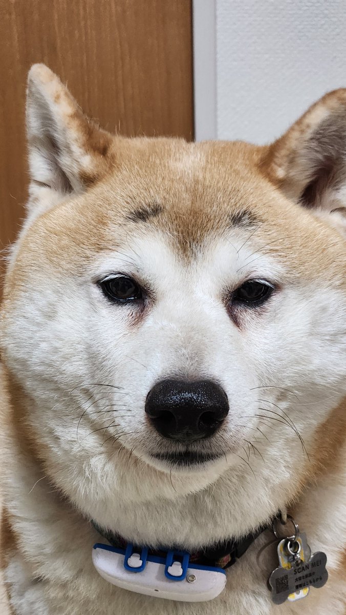 pekotaro930's tweet image. 茶々麻呂