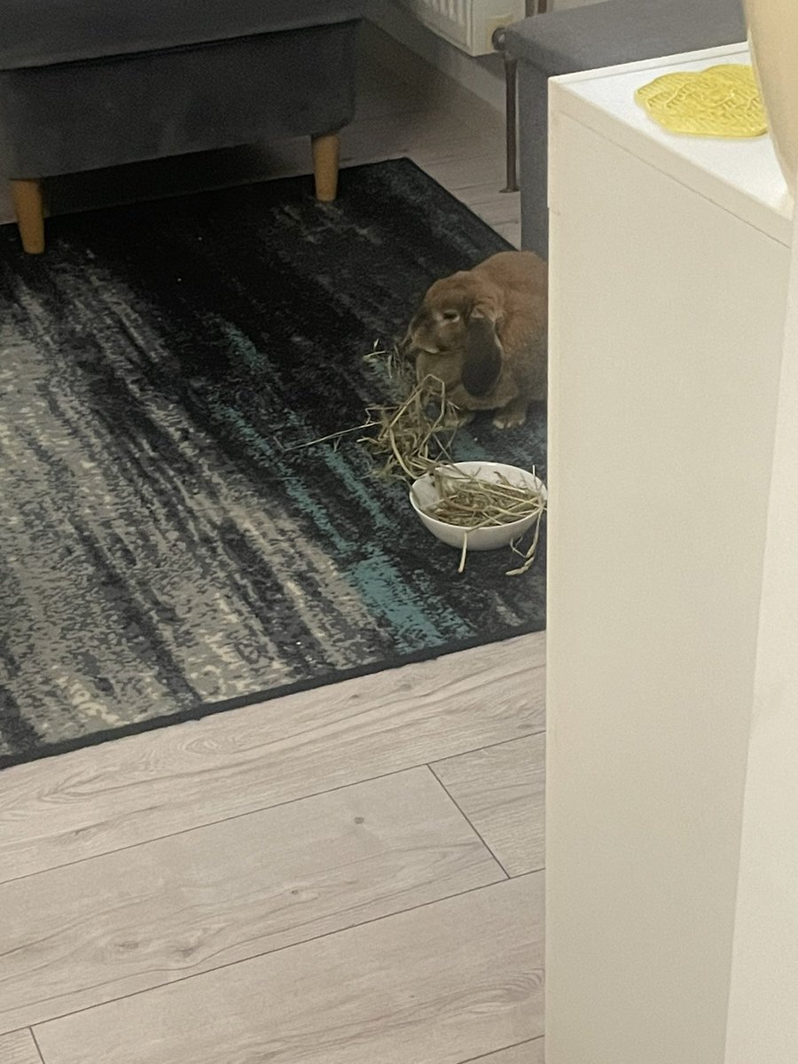 cinnamloaf's tweet image. usually scared of the vacuum now heavily unbothered because haaaay 🤤🤤🤤
