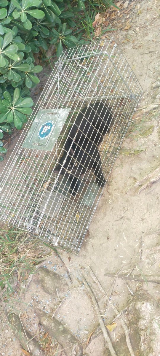 Dos gatos más para CER. La gatita sigue sin entrar en la jaula 😥 Esta tarde los liberaré y volveré a intentarlo💪