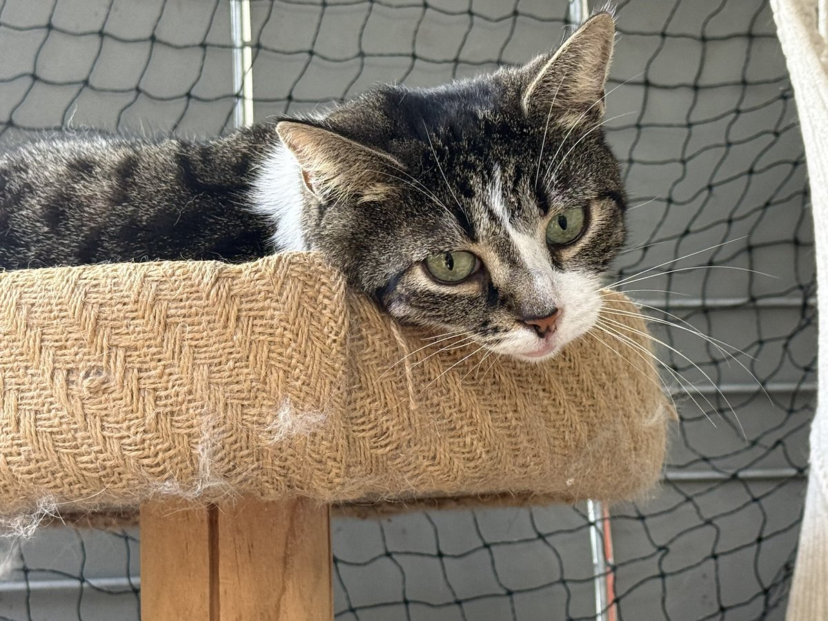 TinkerBell_just's tweet image. Arkani ist übrigens reserviert 💚
#nordstadtkatzen