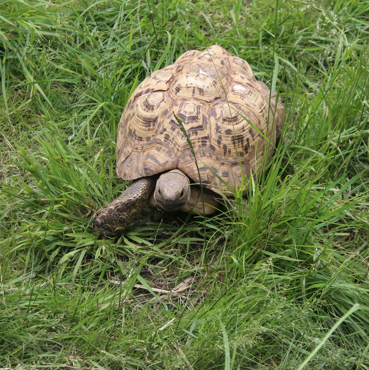 Tobin is our African leopard tortoise who LOVES to take long walks through the goat yard. Keep your eyes peeled for Tobin on your next visit!