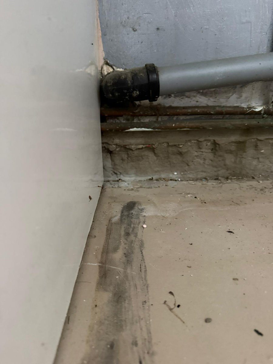 Gamble free girl tweet media