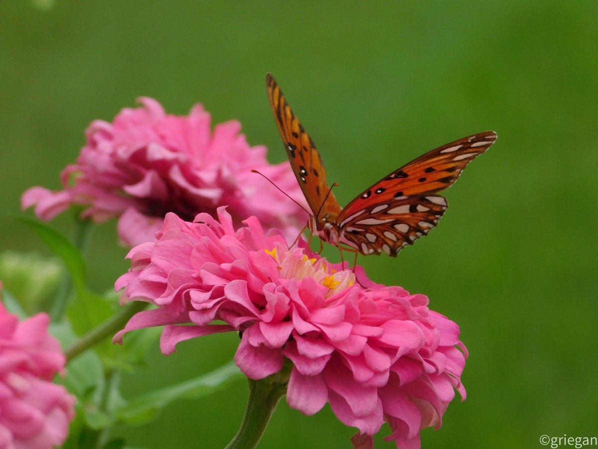 GrianEgan's tweet image. The gentle flutter of wings, the bright bursts of color from the zinnias and the soft hum of summer all around me.
It’s like the world pauses for a bit, just so you can soak in all the magic.