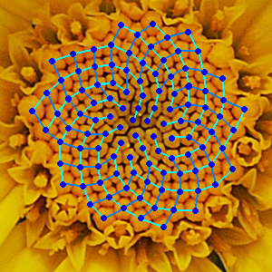 The Fibonacci spirals of a chamomile flower are mesmerizing.