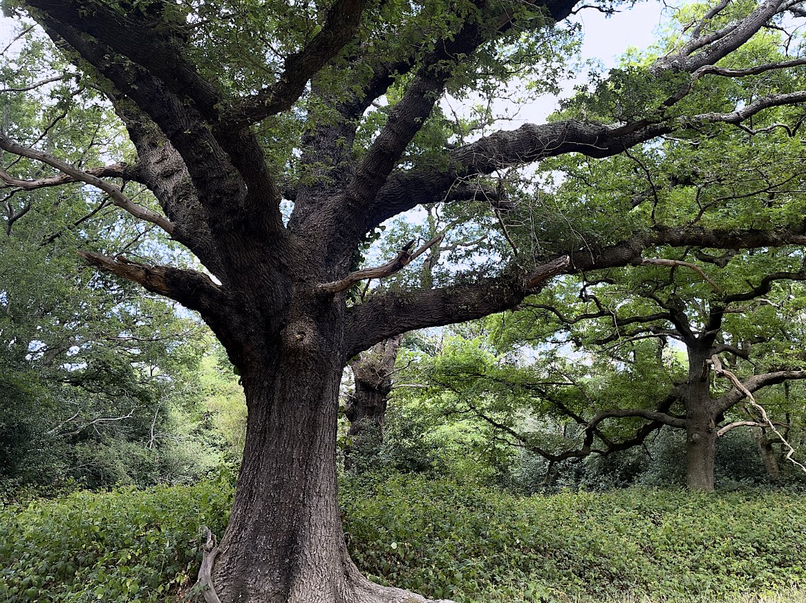 HooklandGuide's tweet image. The witch has her places of green communion. The witch has her favourite talking trees. She needs not warp the environment to her will, merely to find her place within its ecosystem of feral magics and genii locorum. To be part of it is enough. – #EmilyCBanting, 1982 #Witchcraft