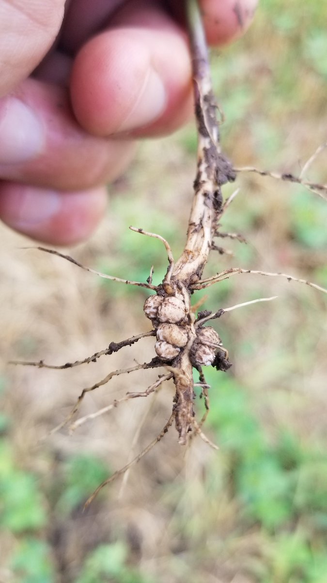 Planted on ~July 2, V3, nodulation is not bad.