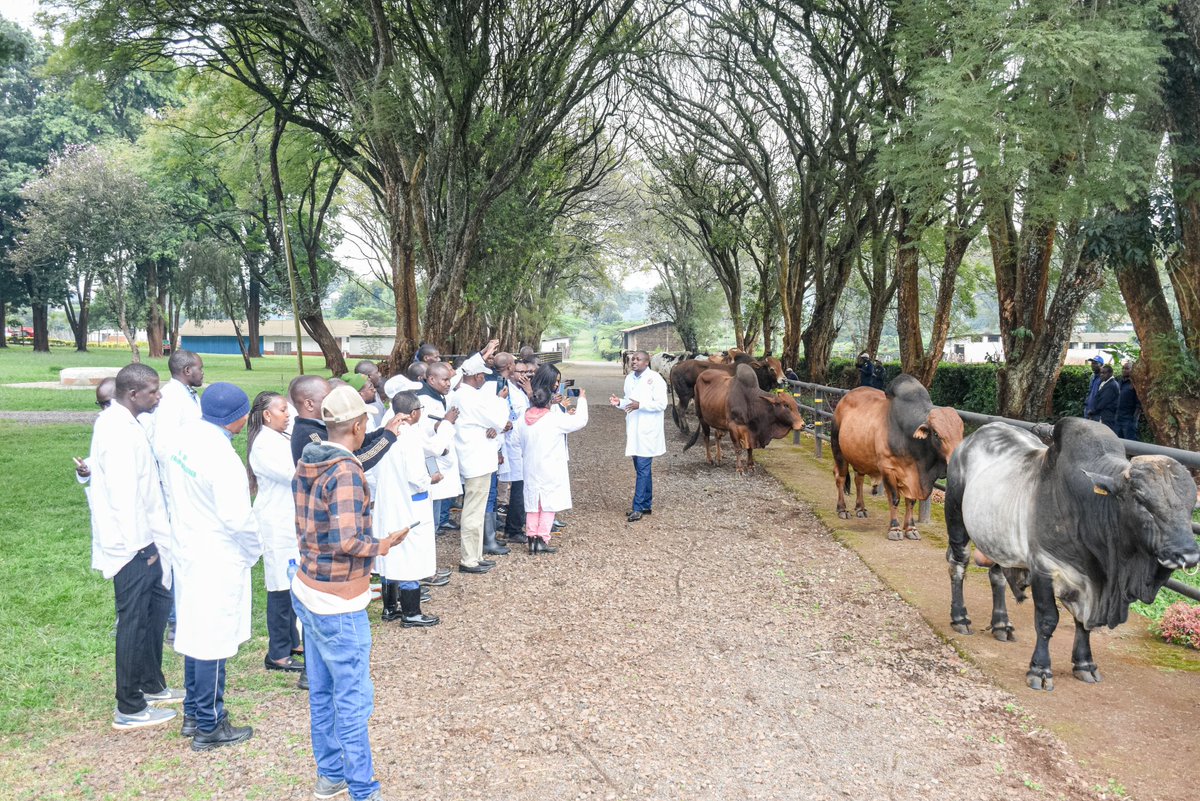 chuka__uni's tweet image. On Day Nine of the training, participants of the 2nd Summer School on Nuclear-Assisted Livestock attended a specialized field trip to the Kenya Animal Genetic Resources Centre (KAGRC) in Lower Kabete. During the visit, they received practical demonstrations on bull semen…