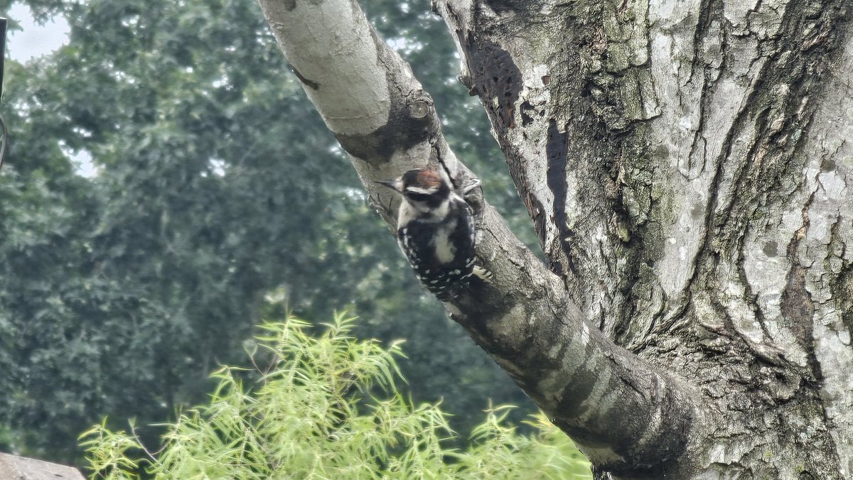 GHHILL1911's tweet image. A petite little Downy Woodpecker visited us today. Funny little bird.