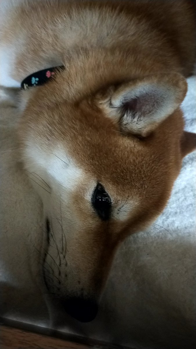 ねるよー
