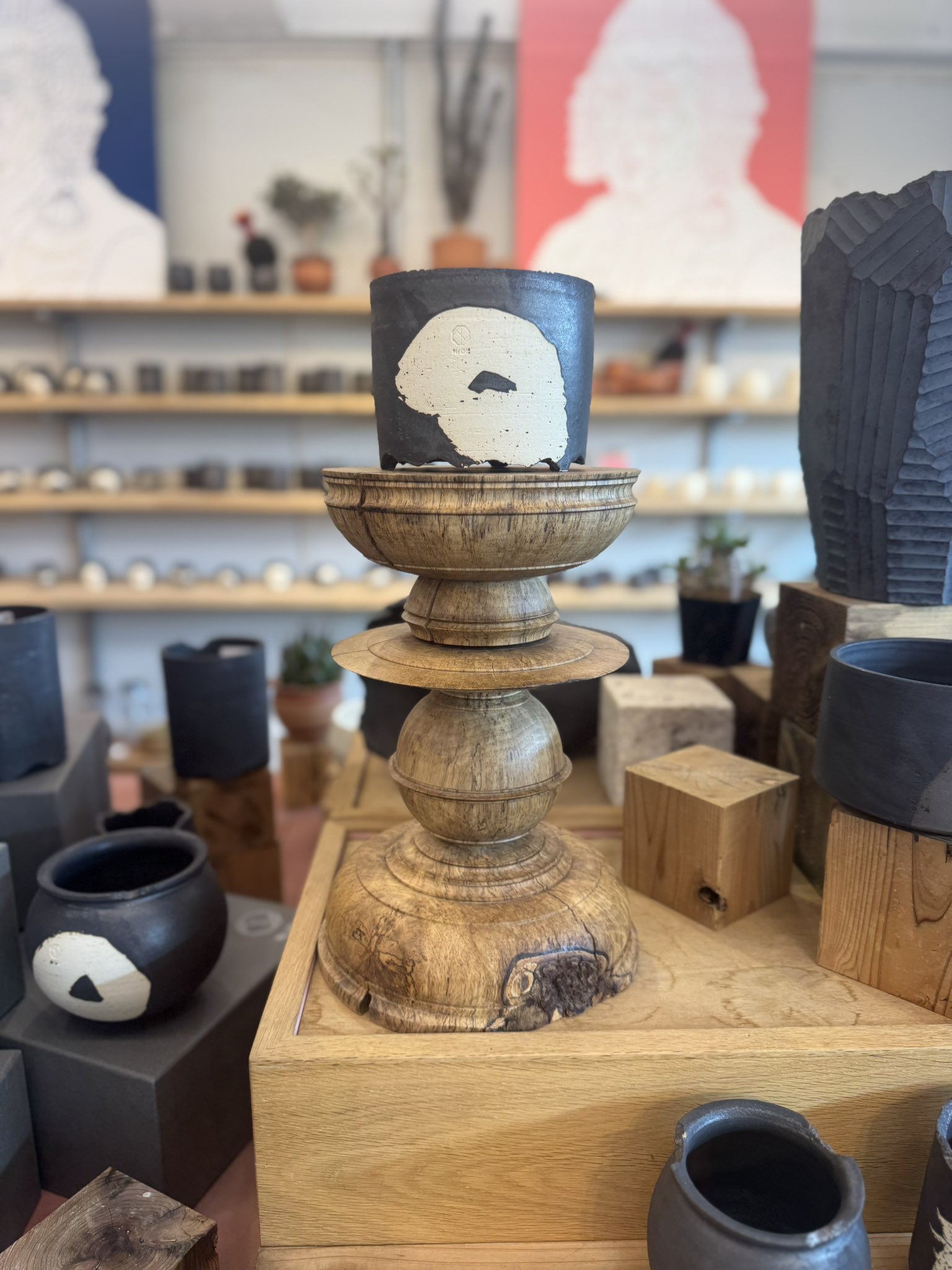 ビカクシダ iyamate CATEGORY Platycerium (ビカクシダ/特集) | IMAMA