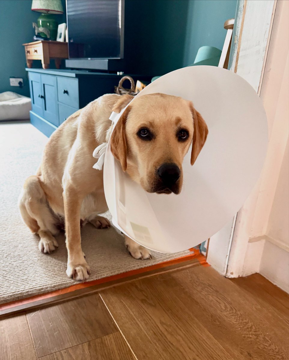 doctor_oxford's tweet image. The absolute burning shame of cone time. Poor Harley and her injured paw 😭😭😭