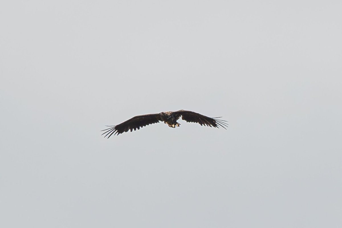 🦅 A young White-tailed Eagle defied the odds and is flying again over Mull after a broken wing nearly grounded him for good.

A true story of survival, devotion, and wild resilience.

👉 bird-watchers.com/white-tailed-e…

#BirdsOfPrey #WildlifeConservation #EagleStory #ScotlandNature