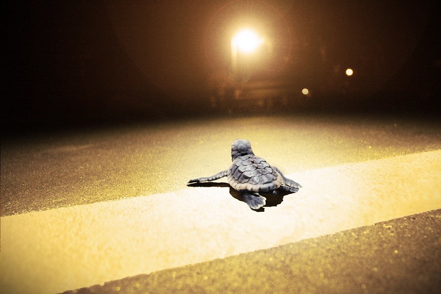 WetTribe's tweet image. With hatchings picking up pace, disorientations are also increasing. Keep it clean by day and dark by night. If you find any sea turtles in distress, call Florida Sea Turtle Stranding and Salvage Network 888-404-FWCC (3922) #WetTribe #TidetotheOcean #TurtleTuesday