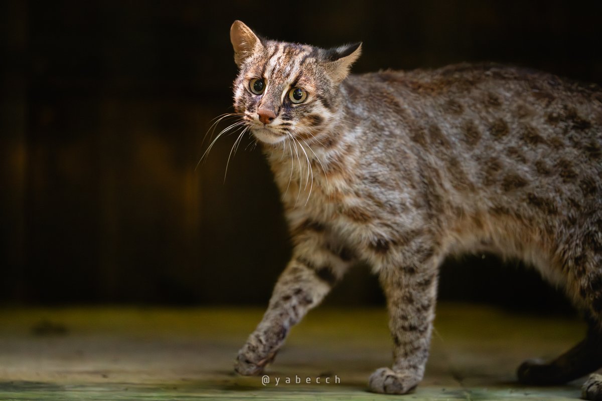 yabecch's tweet image. キュルルン、ってかお。
(2025.07.20)
ZOORASIA 
こう