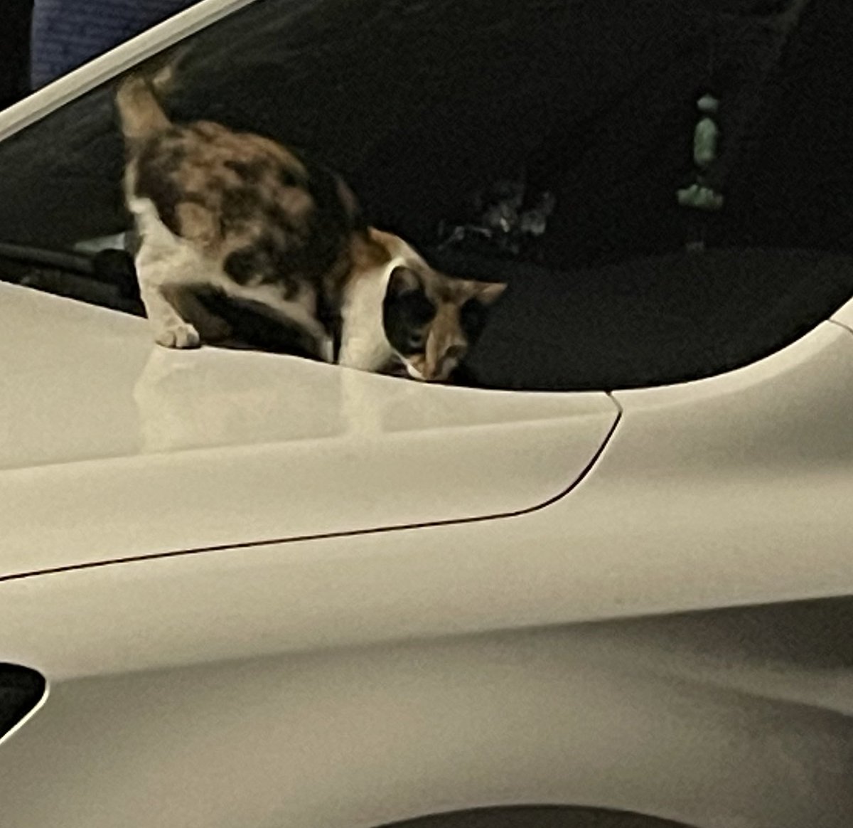 wwjun64's tweet photo. @Shadow000812 拍到了跳到车上的小猫咪😚 https://t.co/ZSHLYgZKih