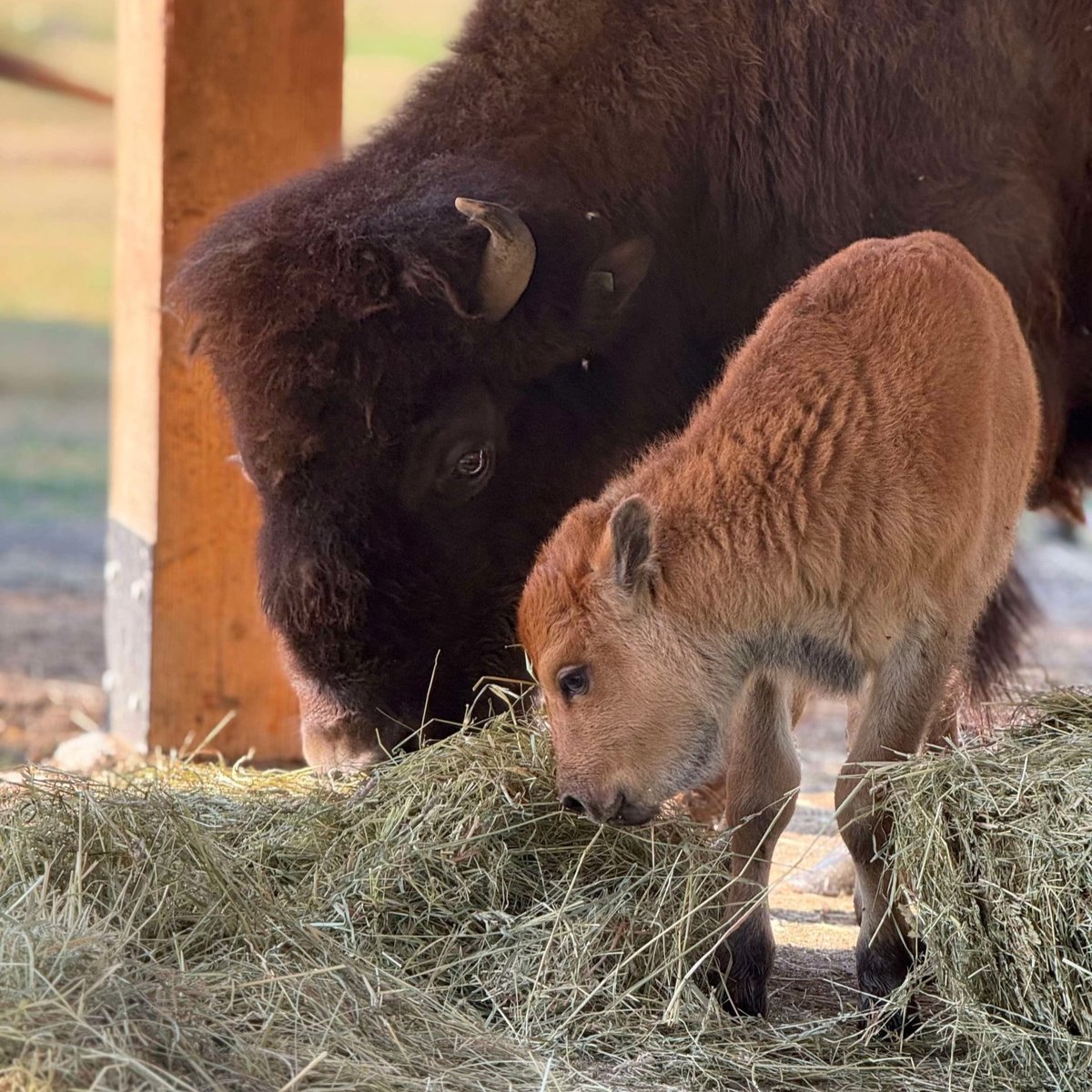 TheTorontoZoo's tweet image. During this National Bison Month, we are proud to announce the recent birth of a healthy female wood bison calf in the Zoo’s Canadian Domain 🍁🦬🐾
Learn more about our important work with Cryobanking as we strive to be Guardians of Wild ⬇️
facebook.com/share/p/15xi5J…