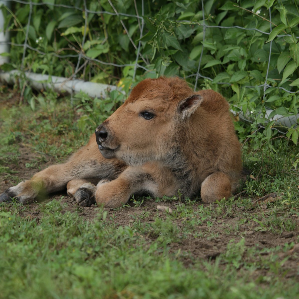 TheTorontoZoo's tweet image. During this National Bison Month, we are proud to announce the recent birth of a healthy female wood bison calf in the Zoo’s Canadian Domain 🍁🦬🐾
Learn more about our important work with Cryobanking as we strive to be Guardians of Wild ⬇️
facebook.com/share/p/15xi5J…