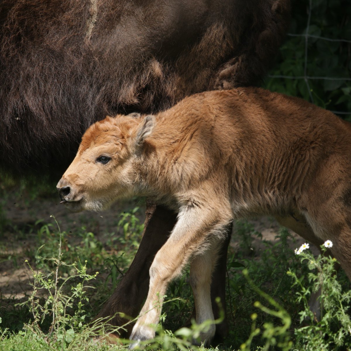 TheTorontoZoo's tweet image. During this National Bison Month, we are proud to announce the recent birth of a healthy female wood bison calf in the Zoo’s Canadian Domain 🍁🦬🐾
Learn more about our important work with Cryobanking as we strive to be Guardians of Wild ⬇️
facebook.com/share/p/15xi5J…