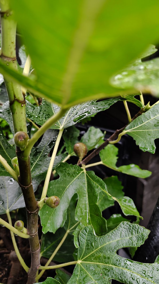 townhomesteader's tweet image. When I brought home Little Miss Figgy just three months ago, I was told not to expect fruit if I kept her in a container.
Wellβ¦ she must not have gotten the memo, because Iβve got several figs coming in!
Even though Iβm grateful, I do wish I could plant her in the ground. Butβ¦
