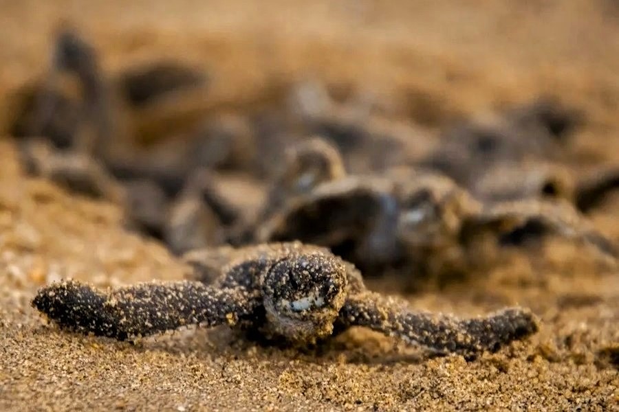 WetTribe's tweet image. With hatchings picking up pace, disorientations are also increasing. Keep it clean by day and dark by night. If you find any sea turtles in distress, call Florida Sea Turtle Stranding and Salvage Network 888-404-FWCC (3922) #WetTribe #TidetotheOcean #TurtleTuesday
