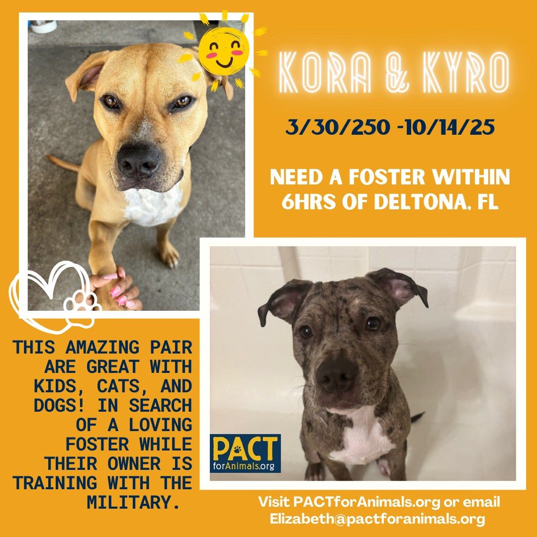 NOT_CFJ's tweet image. #Foster Kora & Kyron while their human serves our country
pactforanimals.org/pets/kora-kyro…
@pactforanimals
#PACTforAnimals #AnimalWelfare #PACTPet #FosterPet #MilitaryPet #MilitaryFoster #FosterPets #SupportOurTroops #FosterAnimals #FosterHeroes #PACTFoster #BondedPair #FosterFL