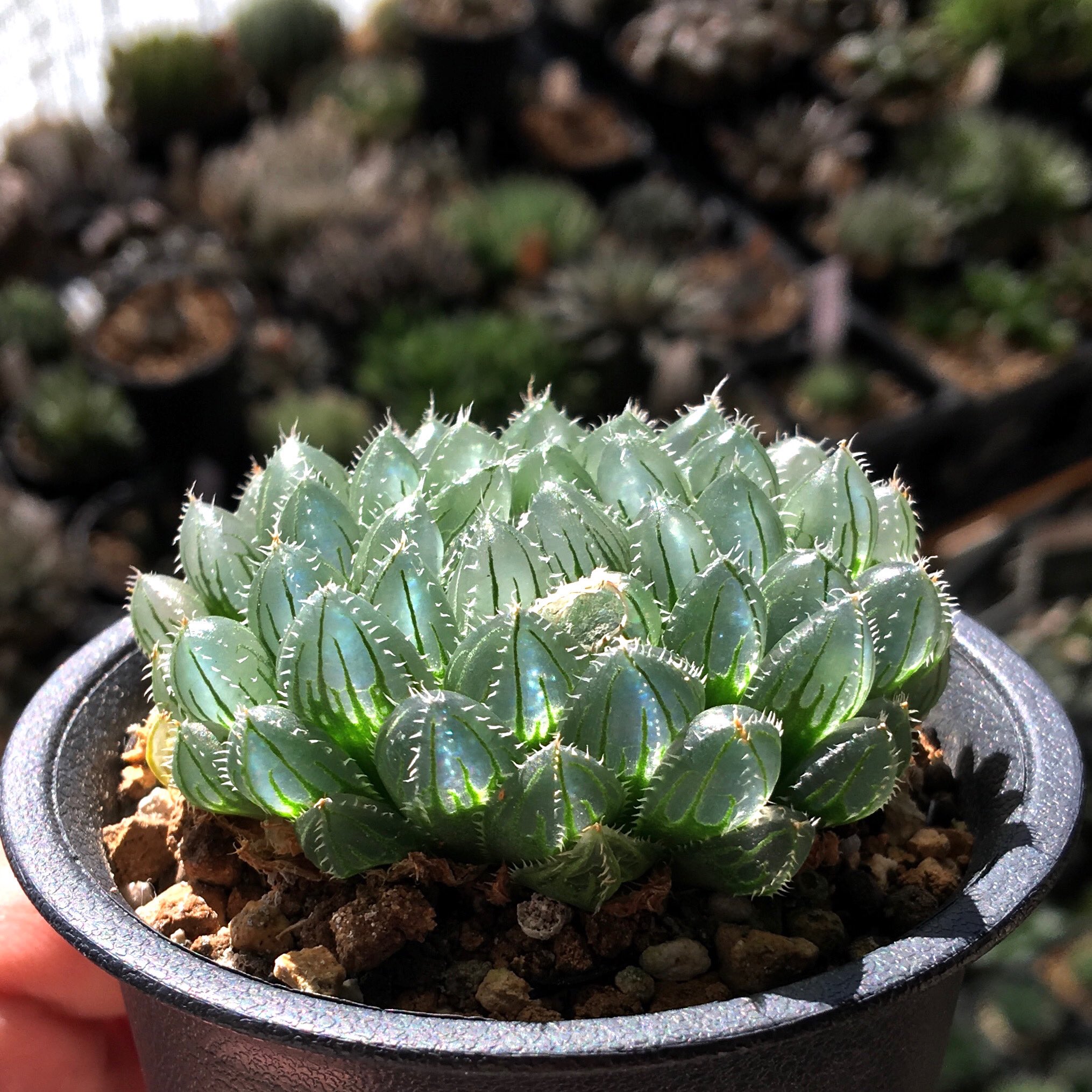 ねこ葉っぱ ねこ元気 腎臓の健康維持用 20歳を過ぎてもすこやかに まぐろ