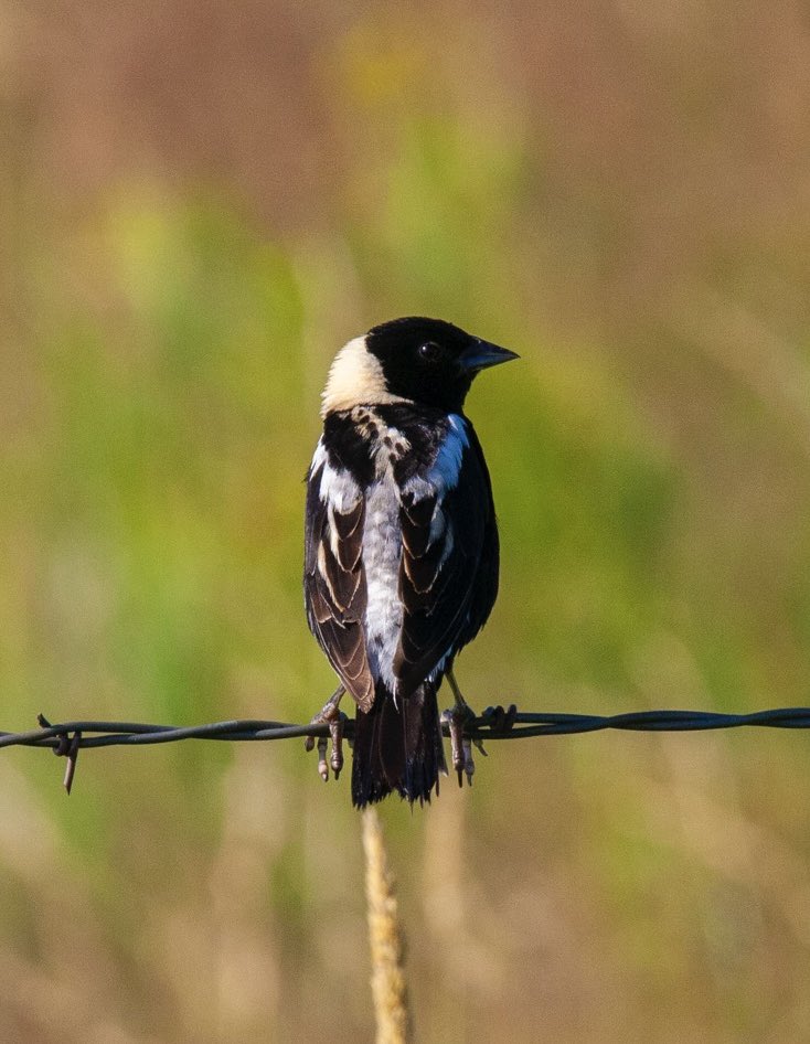 Two’fer Tuesday! Two colorful Grassland Birds I came across wandering a piece of rare Tallgrass Prairie. A male Dickcissel &amp; a male Bobolink. #grasslandbirds #birds #northdakota #prairie #grasslands