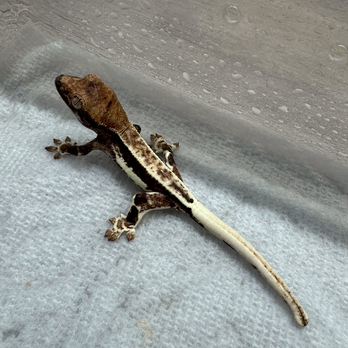 RadEye_reptiles's tweet image. 4/18→7/22
🫶