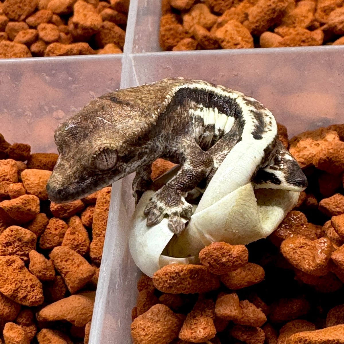 RadEye_reptiles's tweet image. 4/18→7/22
🫶