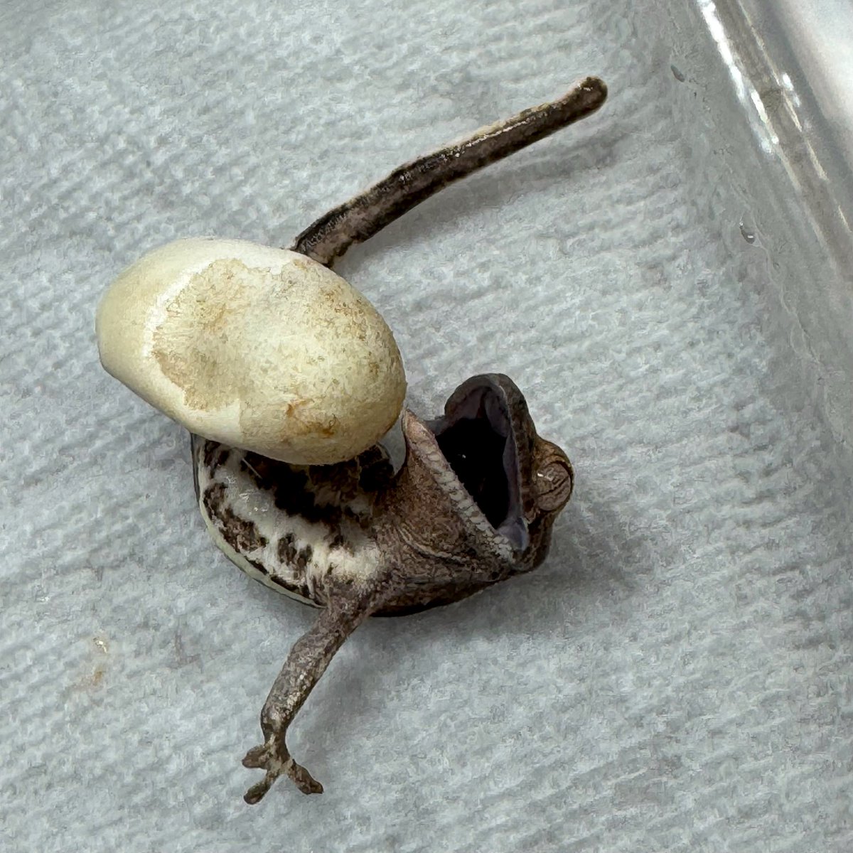RadEye_reptiles's tweet image. 4/18→7/22
🫶