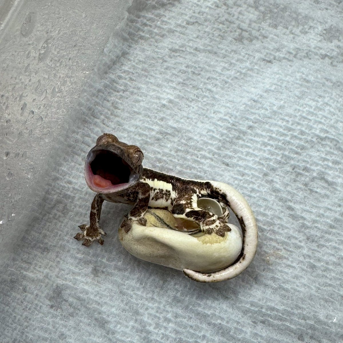 RadEye_reptiles's tweet image. 4/18→7/22
🫶