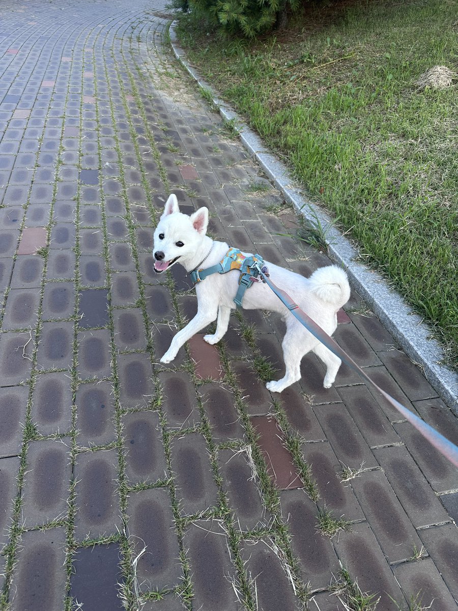 호수공원 러버 김치치