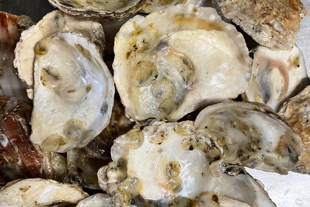 RWE_UK's tweet image. 🦪🌊RWE and @oysterrestore have completed a six-month study proving oyster reef restoration is possible at offshore wind farms.
A major step toward boosting biodiversity while delivering clean energy in the North Sea.
Full-story: uk.rwe.com/press-and-news…