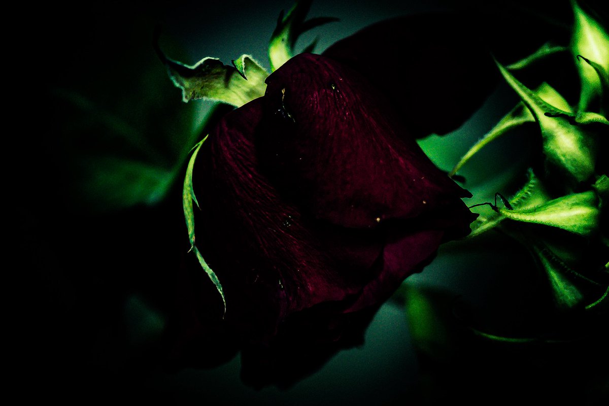 oysm1's tweet photo. “Even in the shadows, love remembers how it failed.”
(inspired by WRONG LOVE – 細江慎治 / Shinji Hosoe)
#wronglove
#shinjihosoe
#floralmelancholy
#roseinshadows
#darkromance
#花と記憶
#モノクロームの愛
#叙情写真
#失われた感情
#fragmentsofpassion https://t.co/6LARm8phKc