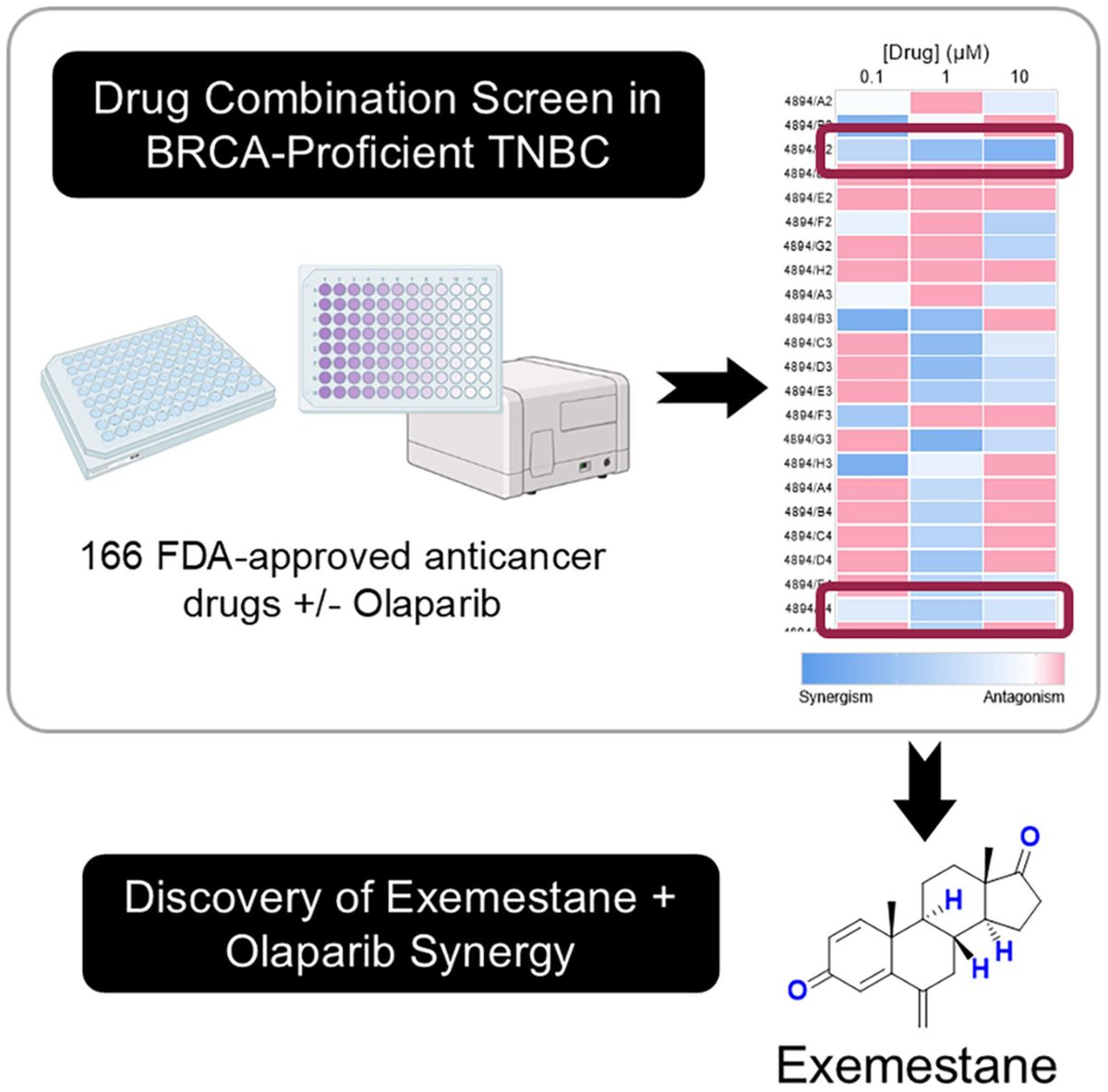 MolOncology's tweet image. Olaparib synergy screen reveals Exemestane induces replication stress in triple-negative breast cancer
➡️ buff.ly/vPDXjxq
#TNBC #PARPi