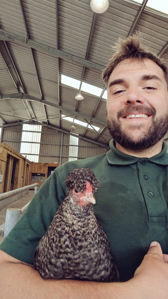 J_A_Fernie's tweet image. One of our hens did not want to be separated from her chicks causing her to keep pecking and scratching hands.
Up I roll, "I've watched a video on TikTok, let me try"
So now I have the world's grumpiest chicken under "my wing" and she's happy - even though her scowl says…