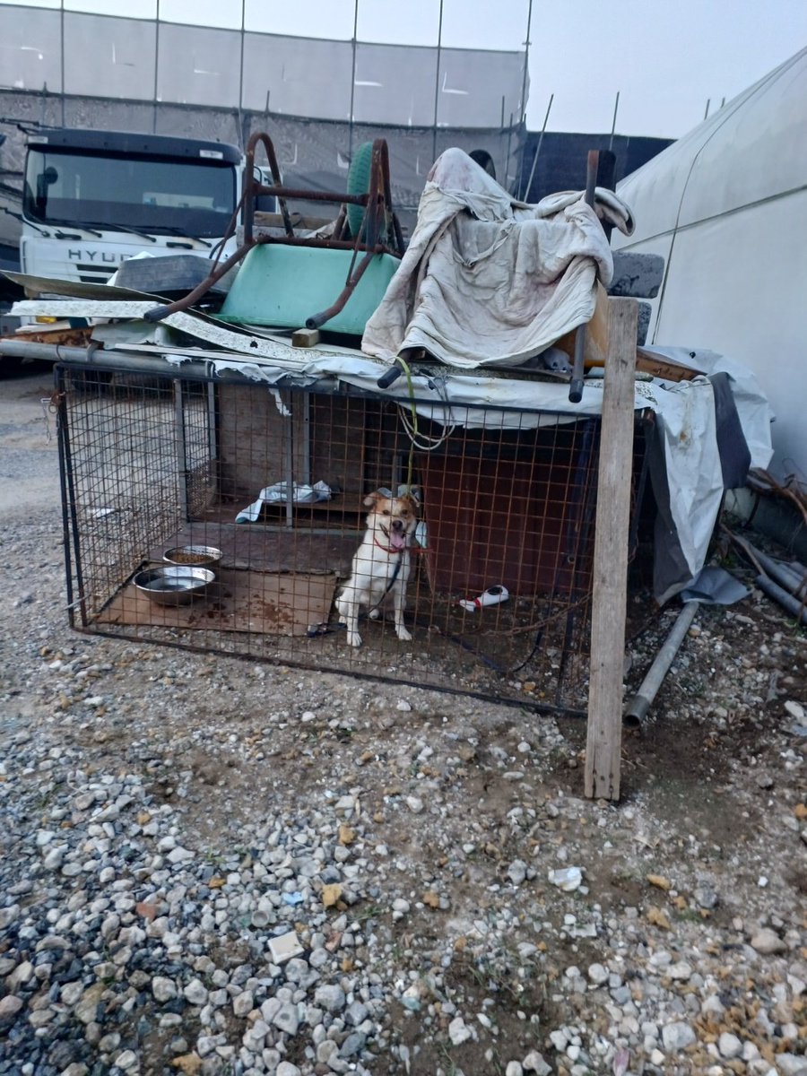 가족찾는마일로🐶 tweet media