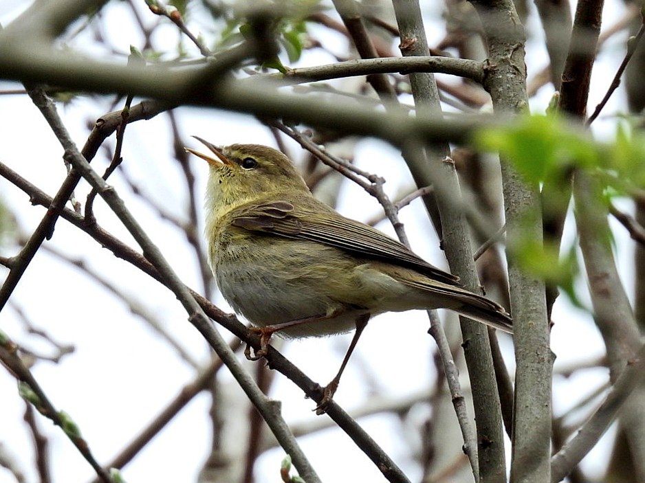 DonoghSweeney's tweet image. So lovely to hear a Willow Warbler out our back garden this morning. Whilst they're one of Irelands most common summer visitors, they're a very rare visitor to our garden in the suburbs of Limerick. Here's a photo of one from our @BirdWatchIE outing to Doon last April 💚