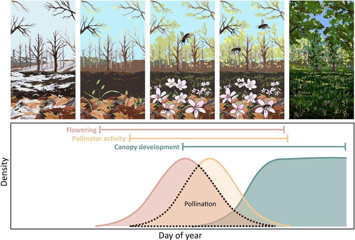 New Phytologist (@newphyt) on Twitter photo Higher-order temporal interactions determine pollination window shifts
Xie et al. <a href="/YingyingXie4/">Yingying Xie</a> @allison_in_ky <a href="/_danspark_/">Daniel Park</a>
📖 nph.onlinelibrary.wiley.com/doi/10.1111/np… Higher-order temporal interactions determine pollination window shifts
Xie et al. <a href="/YingyingXie4/">Yingying Xie</a> @allison_in_ky <a href="/_danspark_/">Daniel Park</a>
📖 nph.onlinelibrary.wiley.com/doi/10.1111/np…