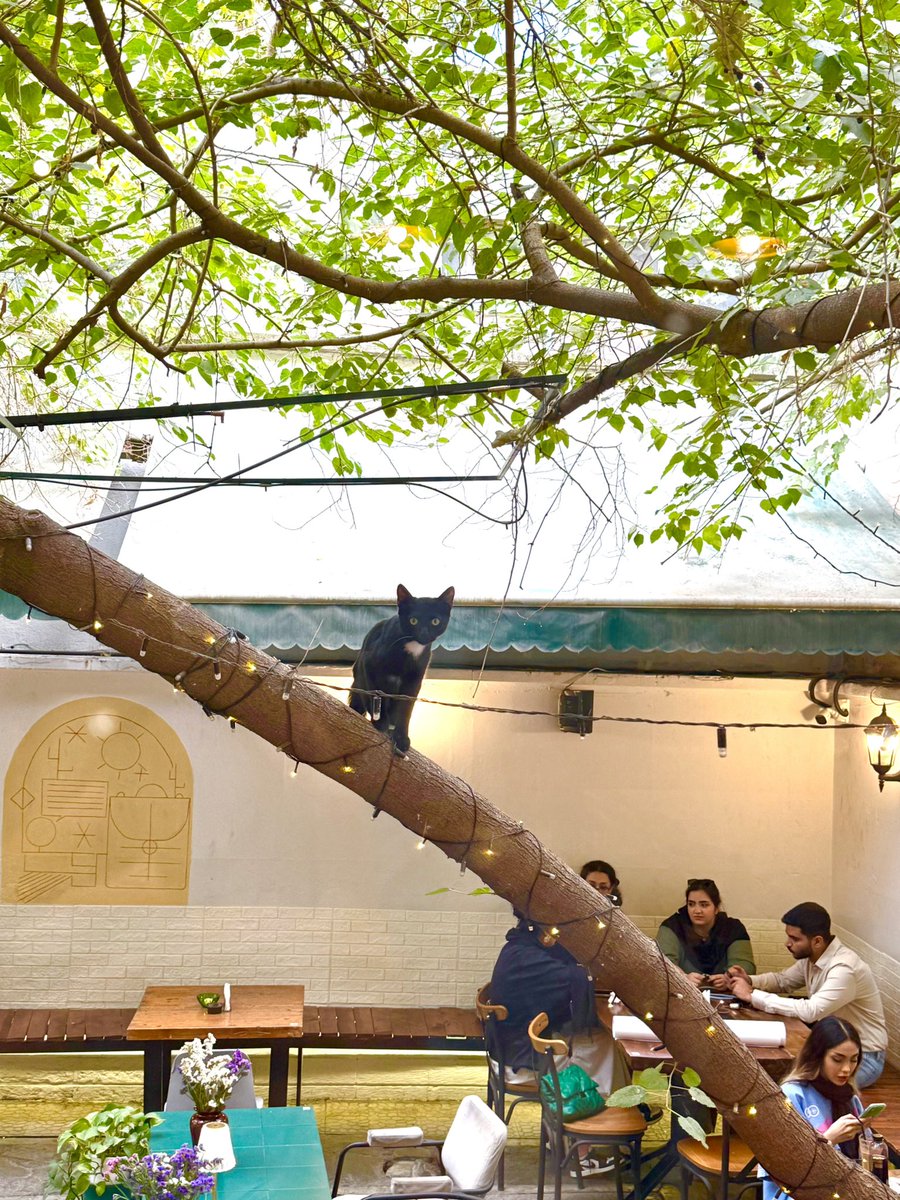 4and3coffee's tweet image. این گربه کوچولو شیطون ترین گربه دنیاست و فقط می خواد بازی کنه هم بامزه ست هم میتونه بیچارت کنه 😂
با اینکه هممون دوستش داریم ولی دنبال یه آدم خوب برای واگذاری می گردیم
اگه تمایل داشتین تو اینستاگرام دایرکت بدید
#گربه #واگذاری