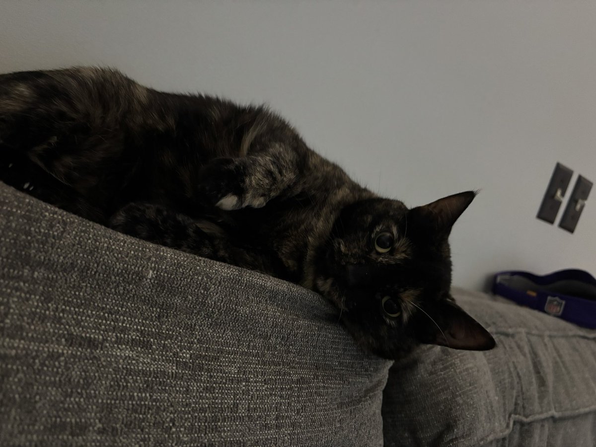 fhardcat's tweet image. She’s just a little baby